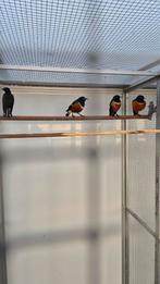 Driekleur Glansspreeuwen (Lamprotornis superbus), Meerdere dieren, Tropenvogel, Geringd