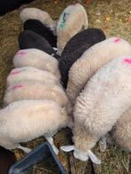 11 ooi lammeren, Dieren en Toebehoren, Schapen, Geiten en Varkens, Meerdere dieren, Schaap