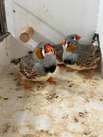 Te koop 3 XL zebravink mannen 2025, Dieren en Toebehoren, Vogels | Overige Vogels, Mannelijk, Tropenvogel