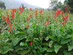 Te koop: canna zaailingen, Ophalen, Vaste plant, Overige soorten