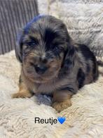 Prachtige pups, Dieren en Toebehoren, Reu, CDV (hondenziekte), 8 tot 15 weken, Dwerg