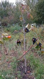 Kakiboom, Dieren en Toebehoren, Mannelijk, Kip