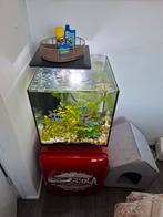 Aquarium, Ophalen of Verzenden, Zo goed als nieuw, Gevuld zoetwateraquarium