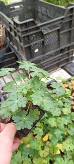 Geranium Czakor, Vaste plant, Halfschaduw, Zomer, Ophalen