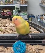 Lieve Agapornis Roseicollis beschikbaar., Dieren en Toebehoren, Vogels | Parkieten en Papegaaien, Meerdere dieren, Dwergpapegaai of Agapornis