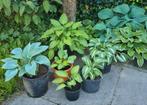 Te koop hostas, diverse soorten en maten, Tuin en Terras, Vaste plant, Halfschaduw, Zomer, Ophalen