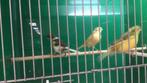 Kanaries, poppen en mannen., Meerdere dieren, Kleurkanarie