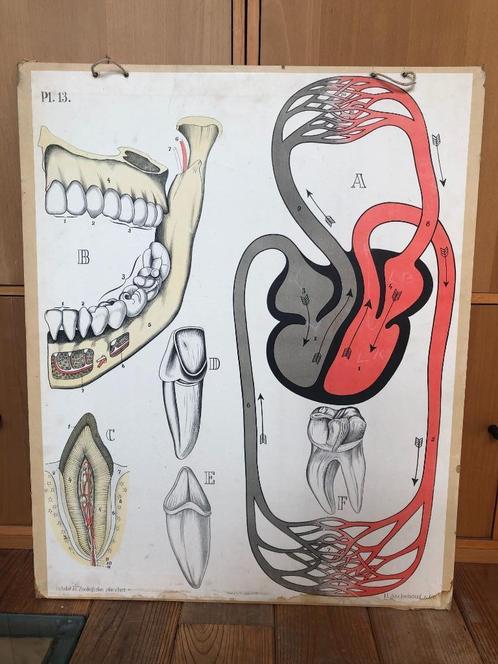 schoolplaat "gebit en bloedsomloop", Antiek en Kunst, Antiek | Schoolplaten, Natuur en Biologie, Ophalen of Verzenden