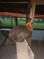 Kippen te koop, Dieren en Toebehoren, Vrouwelijk, Kip