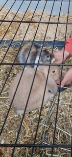2 konijnen (rammetje en voedster) inclusief buitenhok, Dieren en Toebehoren, Meerdere dieren, Dwerg, 0 tot 2 jaar, Hangoor