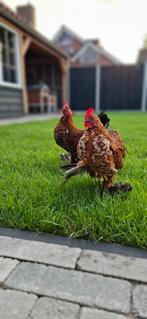 Spoed  huisje gezocht! 2 sabelpootkriel hanen van 18-03-'25, Dieren en Toebehoren, Pluimvee, Mannelijk, Kip