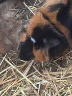 Lief, tam cavia beertje, Mannelijk, Cavia, Na 1 juli 2024, Tam