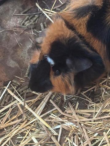 Lief, tam cavia beertje beschikbaar voor biedingen