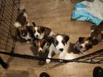 8 week oude Kooiker pups kooiker hondje, Overige rassen, 8 tot 15 weken, Meerdere, Meerdere dieren