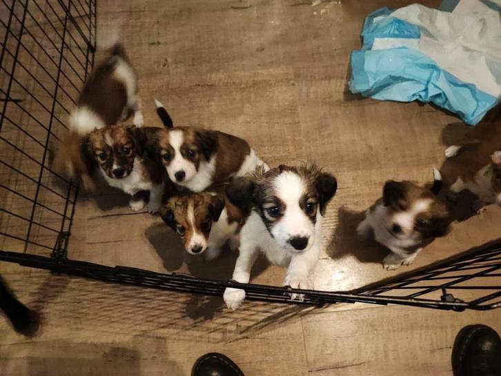 8 week oude Kooiker pups kooiker hondje, Dieren en Toebehoren, Honden | Retrievers, Spaniëls en Waterhonden, Meerdere dieren, Overige rassen