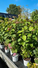 Hortensia strong annabelle roze, Tuin en Terras, Planten | Tuinplanten, Ophalen, Zomer, Overige soorten, Halfschaduw