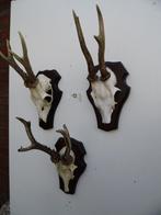 3 ree geweien (12) samen voor 30 euro, Verzamelen, Dierenverzamelingen, Ophalen of Verzenden, Zo goed als nieuw, Wild dier, Gewei of Kop