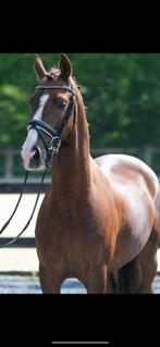 Lieve tuigpaard zoekt ervaren ruiter met geduld en liefde, Dieren en Toebehoren, Paarden, B, Gechipt, Ruin, 3 tot 6 jaar