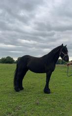 Fell pony, Dieren en Toebehoren, Merrie, Zadelmak, 3 tot 6 jaar, C pony (1.27m tot 1.37m)