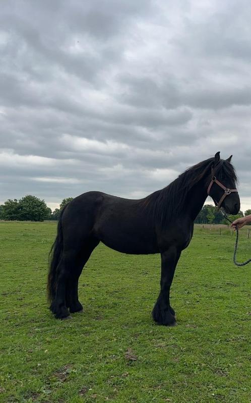 Fell pony, Dieren en Toebehoren, Pony's, Merrie, Zadelmak, C pony (1.27m tot 1.37m), Recreatiepony, 3 tot 6 jaar, Met stamboom