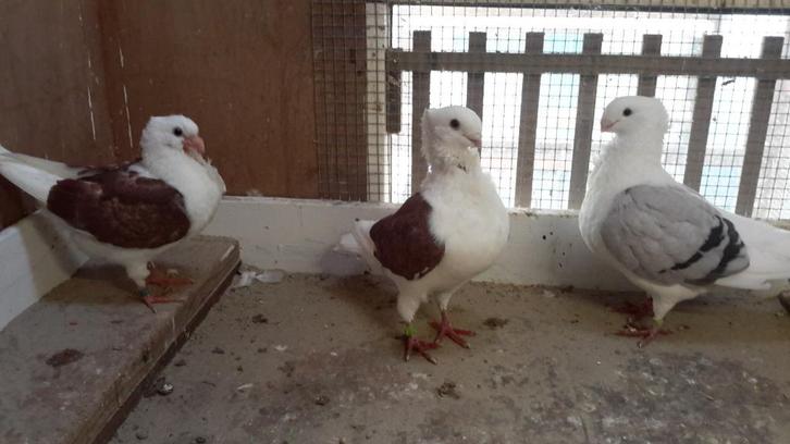 Te koop oud hollanse meuwen, Dieren en Toebehoren, Vogels | Duiven, Overige soorten, Meerdere dieren