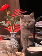 Britse korthaar kleur blue, Dieren en Toebehoren, Katten en Kittens | Raskatten | Korthaar, Poes