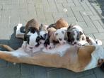 Prachtige Engelse bulldog  x old englische bulldog pups, Dieren en Toebehoren, Particulier, Meerdere, Bulldog, 8 tot 15 weken