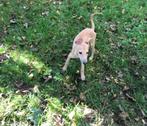 windhonden pups, Dieren en Toebehoren, Honden | Windhonden, CDV (hondenziekte), Whippet, Reu, 8 tot 15 weken