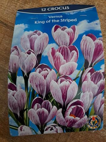 Nieuw zakje Crocus bollen (12 stuks) beschikbaar voor biedingen