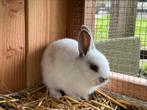 5 jonge baby konijntjes (15 euro per stuk)