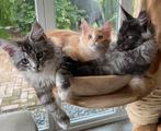 XXL Maine Coon Kittens beschikbaar €1450; met stamboom, Dieren en Toebehoren, Katten en Kittens | Raskatten | Langhaar, Poes, Met stamboom