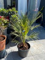 mooie winterharde palmboom''chamaerops humilis'' in pot!!!!!, In pot, Zomer, Volle zon, Ophalen