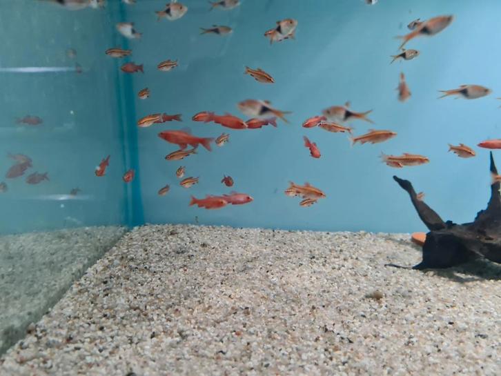 Sherry barbeel, Barbus Titteya, Sherrybarbelen, Dieren en Toebehoren, Vissen | Aquariumvissen, Zoetwatervis, Vis