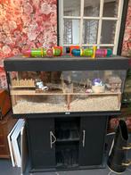 Hamster hok, Dieren en Toebehoren, Knaagdieren en Konijnen | Hokken en Kooien, Minder dan 75 cm, Ophalen, Minder dan 60 cm, Hok
