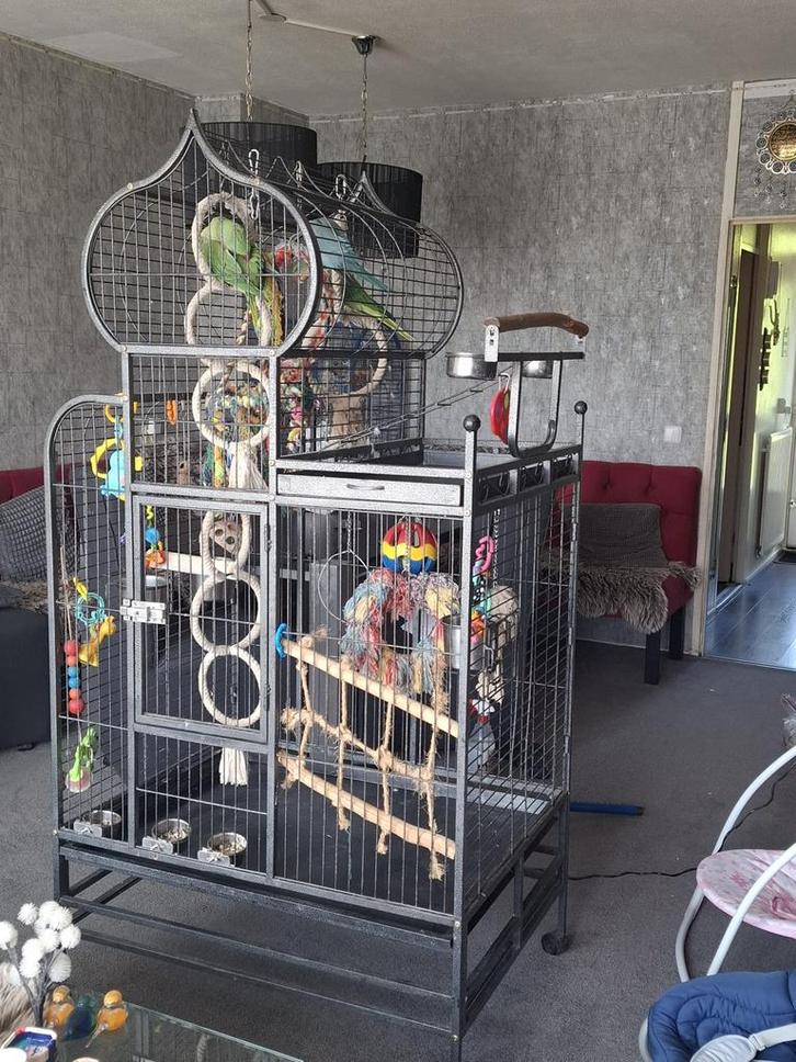 2Alexander parkieten & Halsband parkiet incl. Kooi, Dieren en Toebehoren, Vogels | Parkieten en Papegaaien, Parkiet, Meerdere dieren