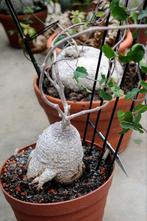 Fockea Edulis Caudex, Huis en Inrichting, Kamerplanten, Ophalen of Verzenden, Overige soorten, Minder dan 100 cm
