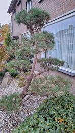 Vorm snoei boom, Bloeit niet, Overige soorten, 100 tot 250 cm, Ophalen