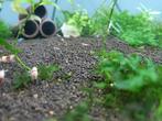 Crystal red garnalen jong, Dieren en Toebehoren, Vissen | Aquariumvissen, Kreeft, Krab of Garnaal, Zoetwatervis, Schoolvis