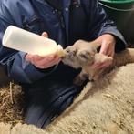 Southdown fleslammetjes (ram), Schaap, Mannelijk, 0 tot 2 jaar