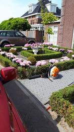 Tuinman John de Mooij Rijnsburg., Diensten en Vakmensen, Tuinmannen en Stratenmakers, Garantie, Tuinontwerp