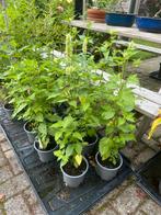 Witte Agastache in pot, Ophalen, Volle zon, Vaste plant, Kruiden