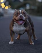 American bully pocket dek reu, Dieren en Toebehoren, Reu, CDV (hondenziekte), Eén hond, 3 tot 5 jaar