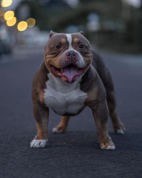 American bully pocket dek reu, Dieren en Toebehoren, Honden | Dekreuen, Reu, Particulier, Eén hond, Nederland, 3 tot 5 jaar, CDV (hondenziekte)