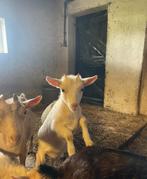 Leuk dwerggeitje te koop, Dieren en Toebehoren, Vrouwelijk, Geit, 0 tot 2 jaar