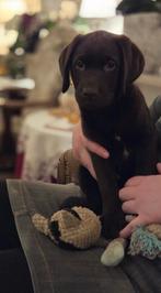 Labrador pups (1 teefje), 8 tot 15 weken, Labrador retriever, Meerdere, Meerdere dieren
