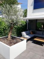 plantenbakken, Handelsondernemingmn@gmail.com, 100 cm of meer, Nieuw, Plantenbakkenkoning