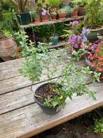 Salvia lila, Tuin en Terras, Planten | Tuinplanten, Ophalen of Verzenden, Zomer, Overige soorten, Volle zon