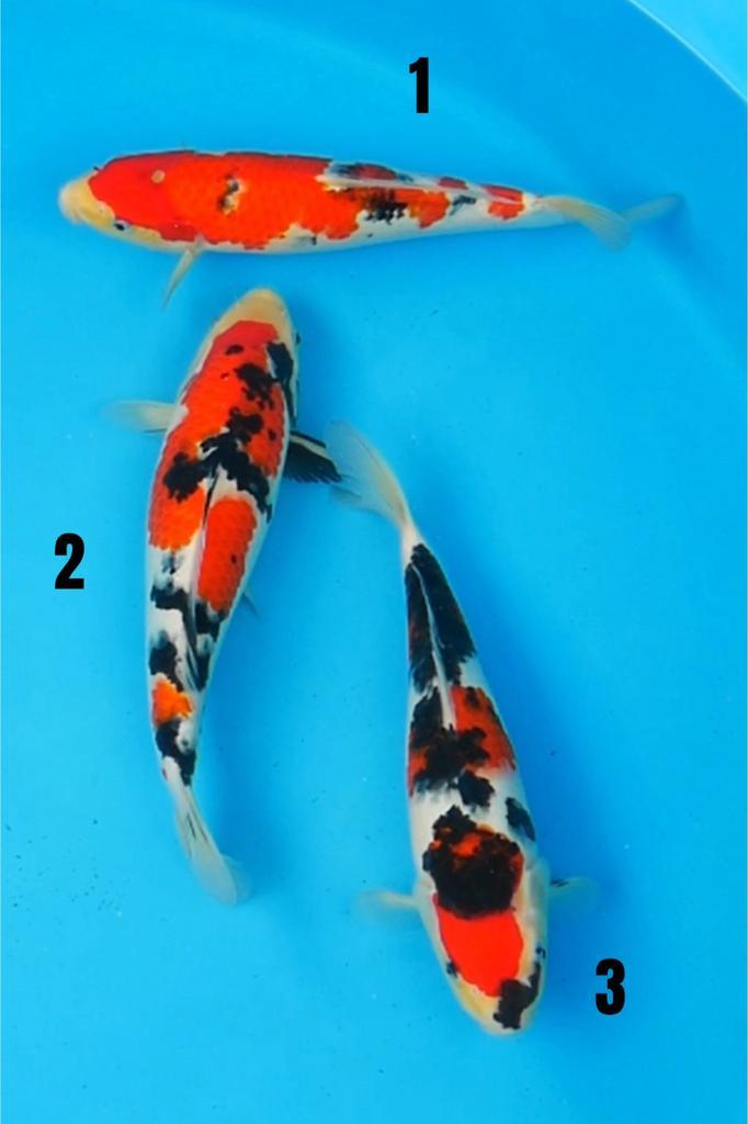 Sanke tosai 1 jaar jonge koi nu NIEUW uit Japan, Dieren en Toebehoren, Vissen | Vijvervissen, Karper of Koi