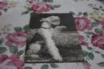 Oude z/w Honden Postkaart - Foxterrier, POPP, Duitsland, Verzenden, 1940 tot 1960, Ongelopen, Hond of Kat