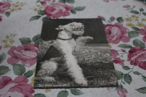 Oude z/w Honden Postkaart - Foxterrier, POPP, Duitsland, Verzamelen, Ansichtkaarten | Dieren, Ongelopen, 1940 tot 1960, Hond of Kat
